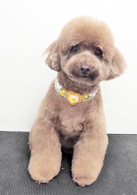 古市リンちゃん