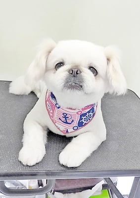 本多かずはちゃん