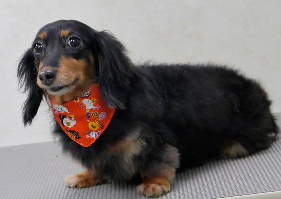 山下マルチョンちゃん