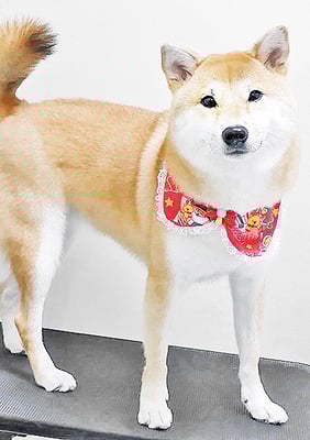 玖須ルビーちゃん