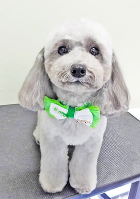 田中ロビンちゃん