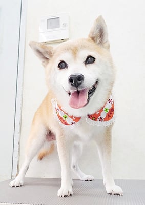 小田ハルちゃん