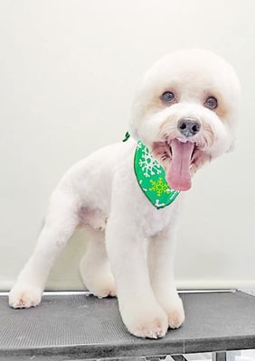 石元ぽちゃちゃん