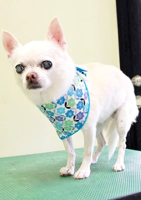 永瀬エルメちゃん