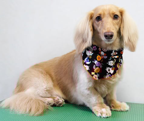 片山マルルちゃん