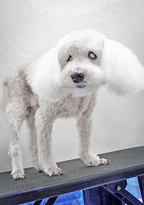 佐藤ナルトちゃん