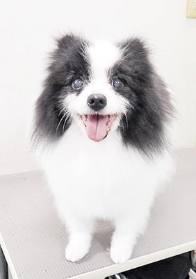 八木マリアンちゃん