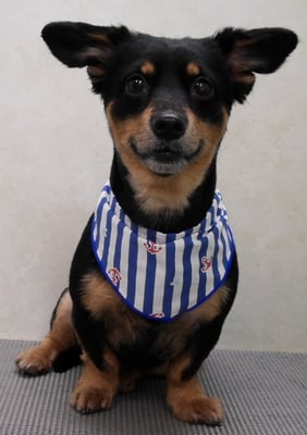 迫田ココアちゃん