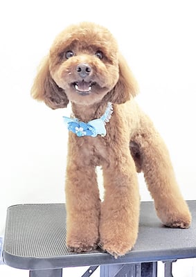 大山弦之介ちゃん