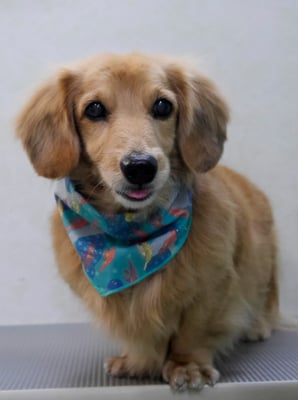 湯田ハヤテちゃん