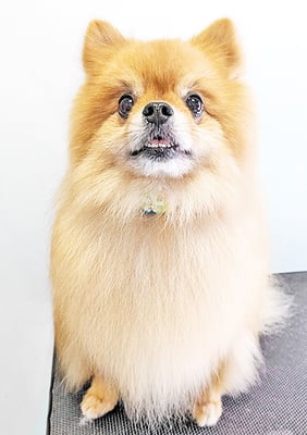 大井ポンタちゃん