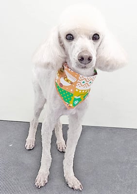 室ポン太ちゃん