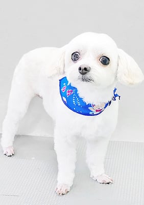 前原バニラちゃん