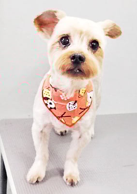 山口ポンズちゃん