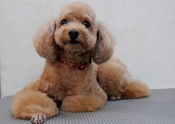 小野ハナちゃん