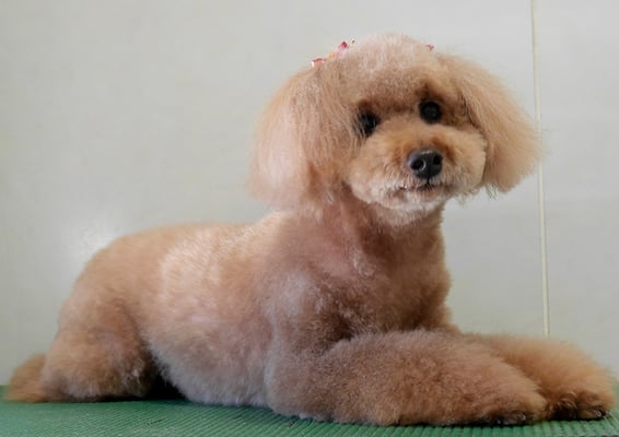 上小鶴チェリーちゃん