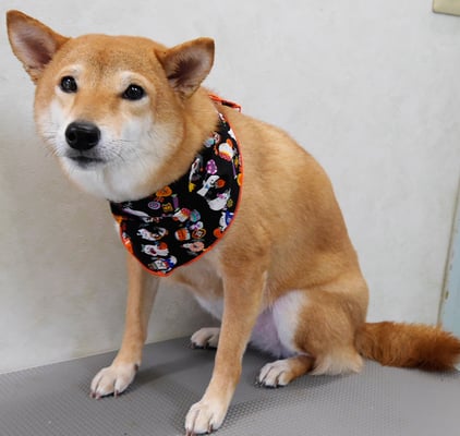 有馬コナツちゃん