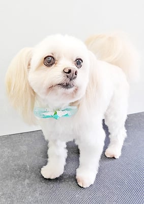 大脇ココアちゃん