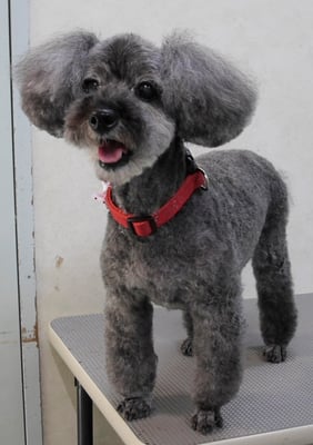 本渡プリンちゃん