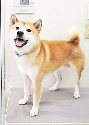 岩下大福ちゃん