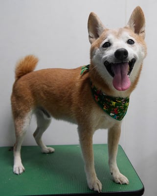 有馬コタロウちゃん