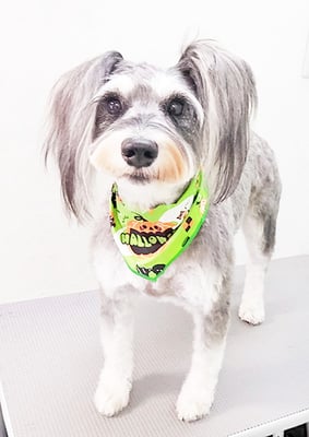 迫田プーちゃん