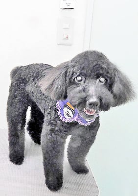 上村エイトちゃん