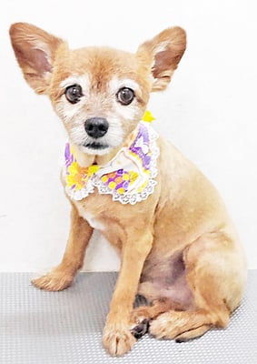 助村ルウちゃん