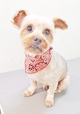 山口ポンズちゃん