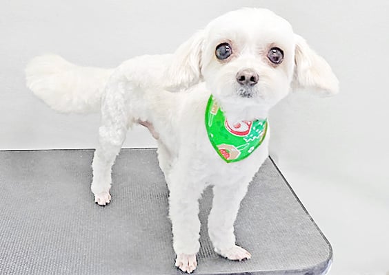 前原バニラちゃん