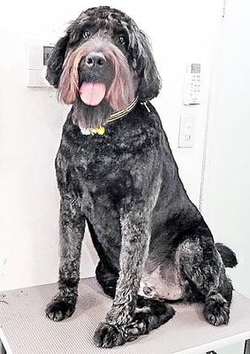 田代ロッティちゃん