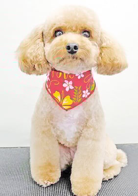 田淵マロンちゃん