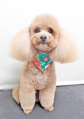 佐多ぶいちゃん