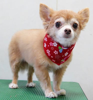 江上ベベちゃん