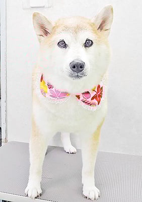 川﨑すももちゃん