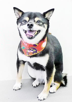 中尾あんずちゃん