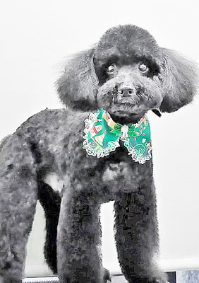 上村エイトちゃん