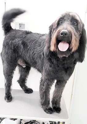 田代ロッティちゃん