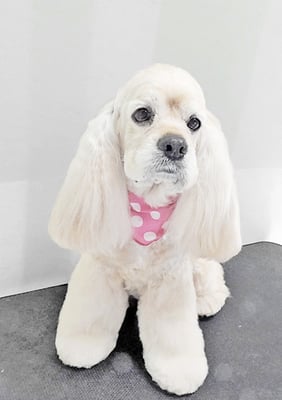 福富ベリーちゃん