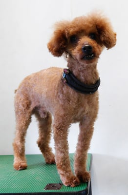 前田ソルファちゃん