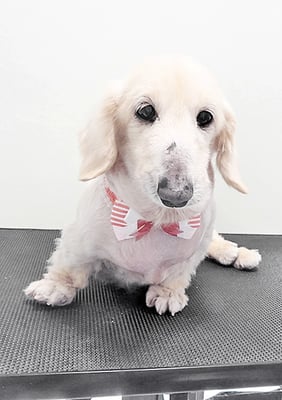 鳥越ハッピーちゃん