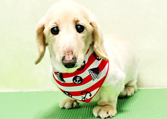 鳥越ハッピーちゃん