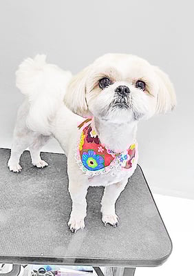 柳田モカちゃん