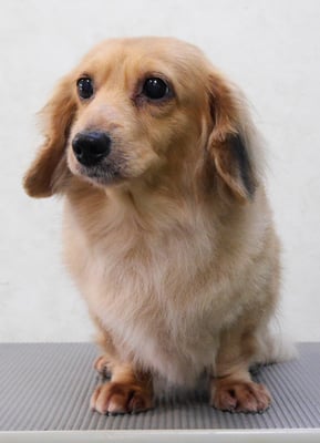 西山アニーちゃん