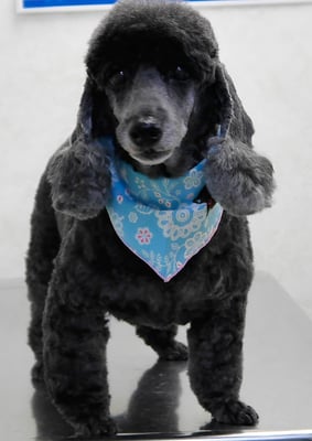 梶原リヴちゃん