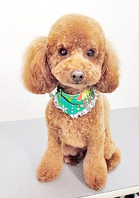 寺園ちょこちゃん