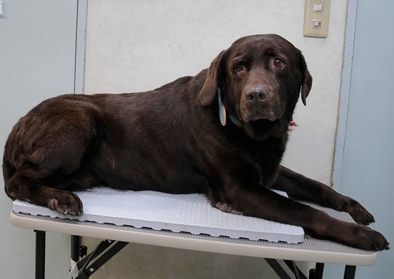 田代チャコちゃん