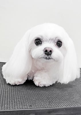 上床カリンちゃん