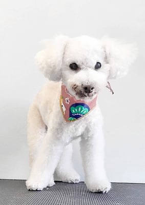 三宅美豚ちゃん