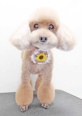 新山モモちゃん